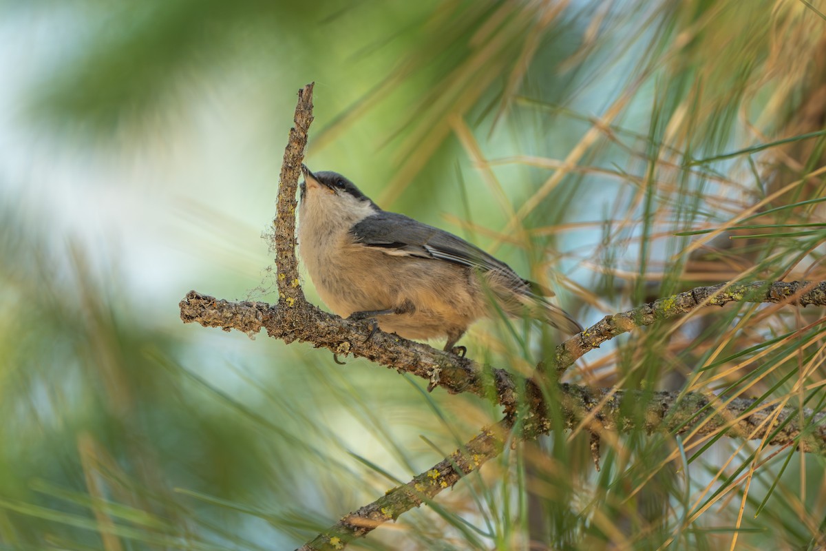 Pygmy Nuthatch - ML638257500