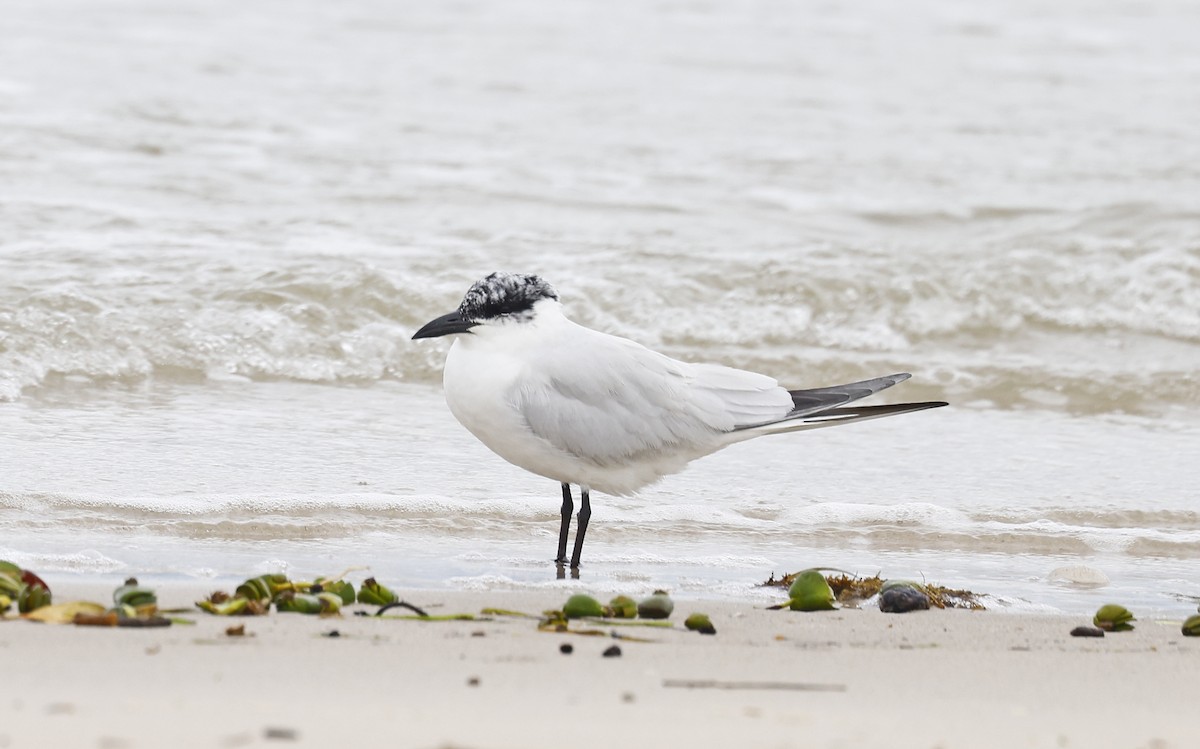 Australian Tern - ML638257505