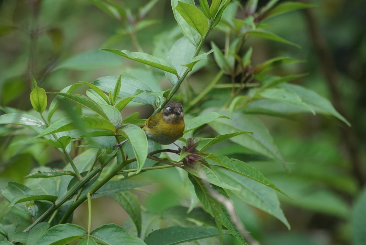 Common Chlorospingus - ML638257511