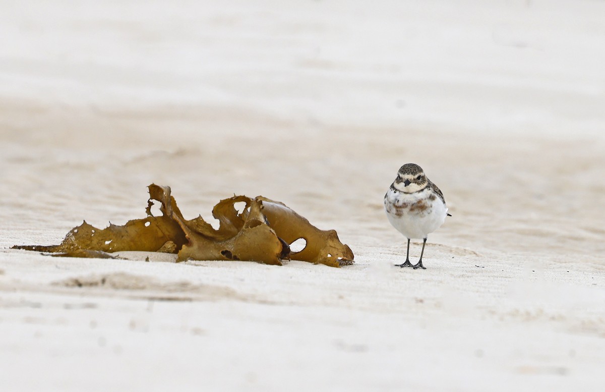 Double-banded Plover - ML638257522