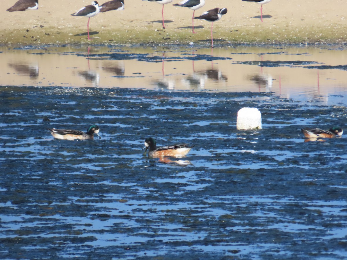 Chiloe Wigeon - ML638257548