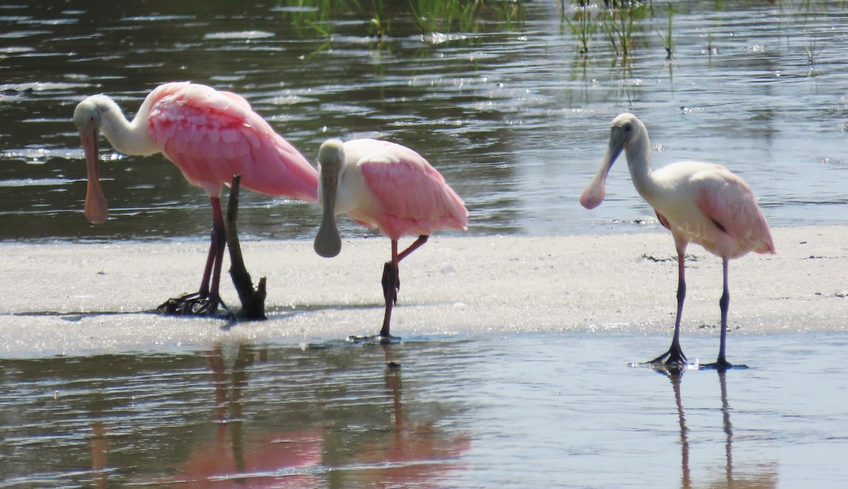 Roseate Spoonbill - ML638257571