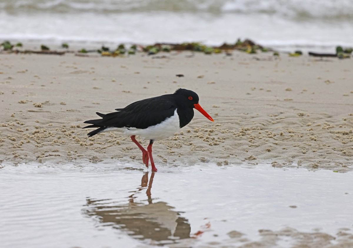 Pied Oystercatcher - ML638257584