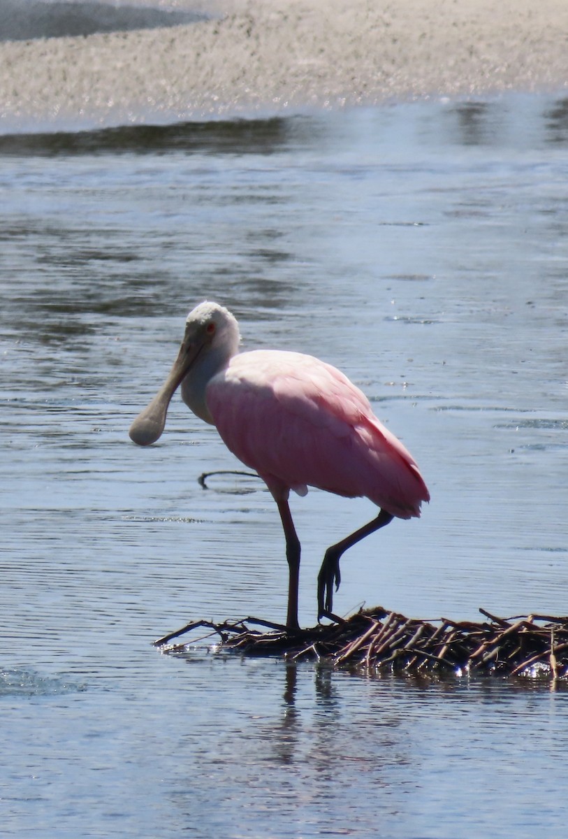 Roseate Spoonbill - ML638257585