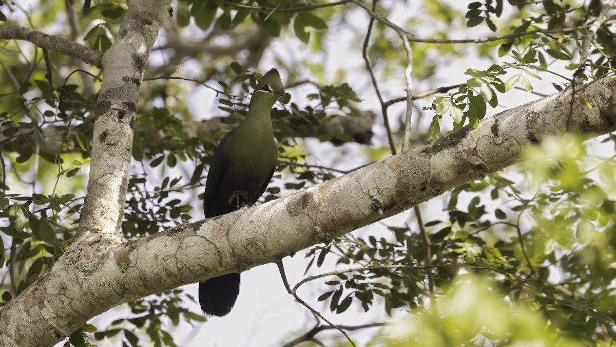 Fischer's Turaco - ML638257589
