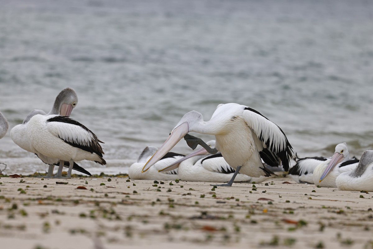 Australian Pelican - ML638257599