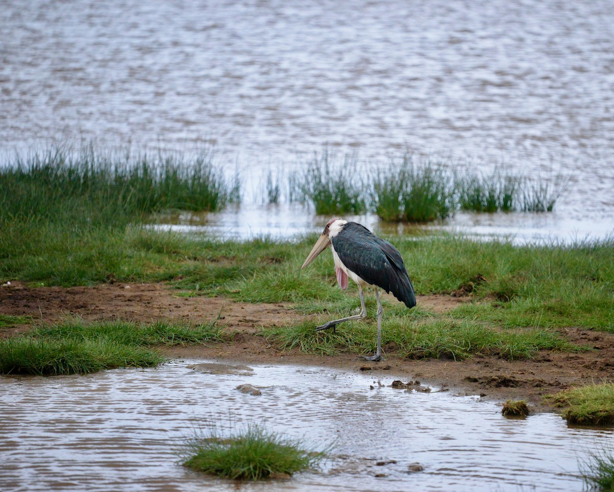 marabu africký - ML638257602