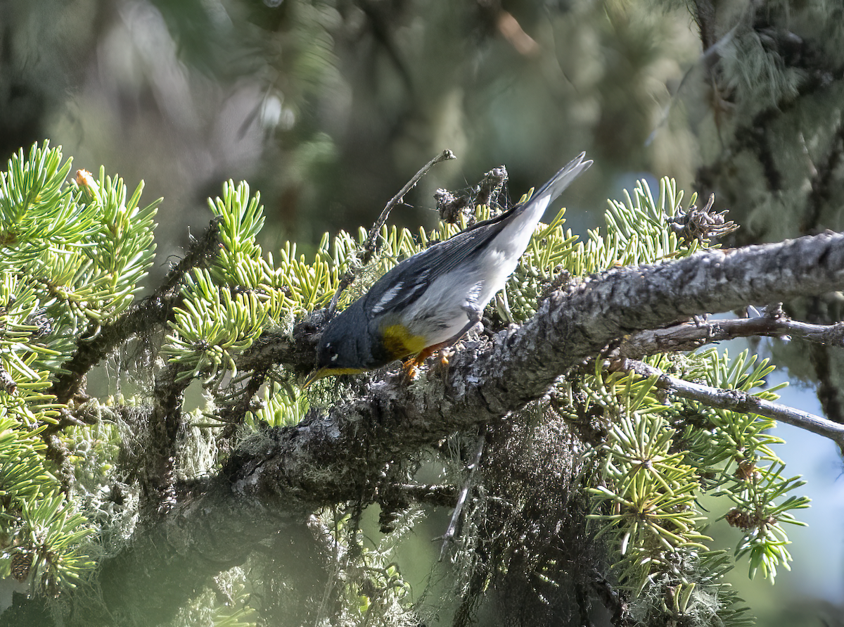 Northern Parula - ML638257607