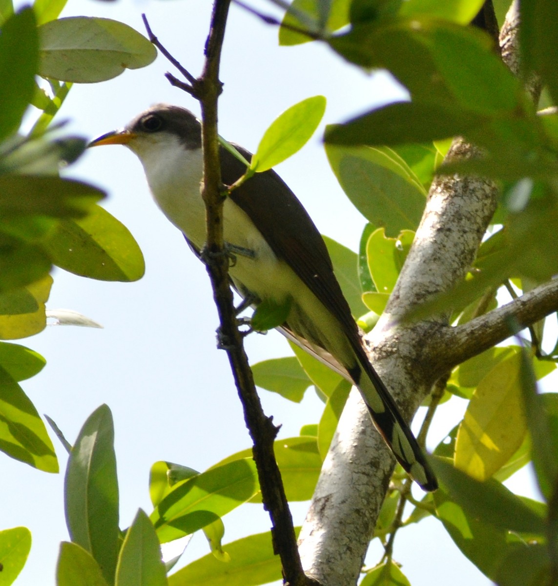 Yellow-billed Cuckoo - ML638257610
