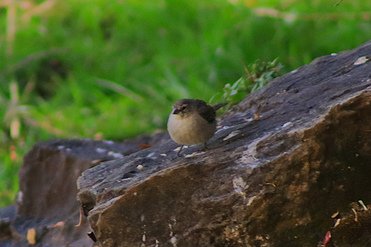 Ash-breasted Sierra Finch - ML638257626