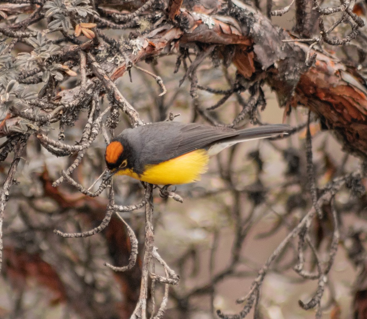 Spectacled Redstart - ML638257646