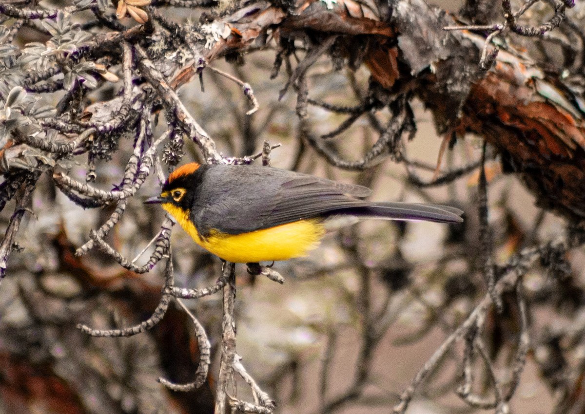 Spectacled Redstart - ML638257649