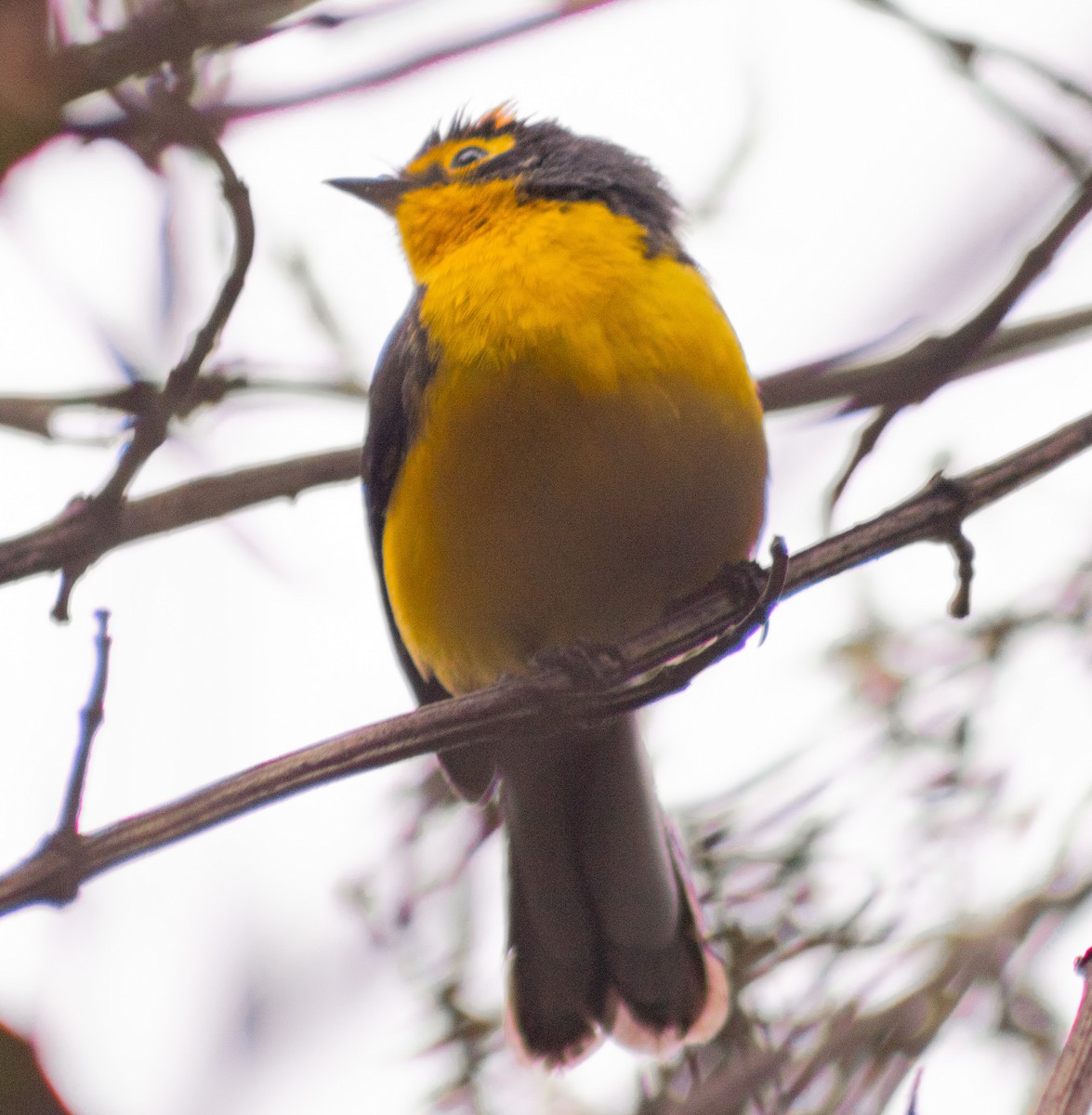 Spectacled Redstart - ML638257652