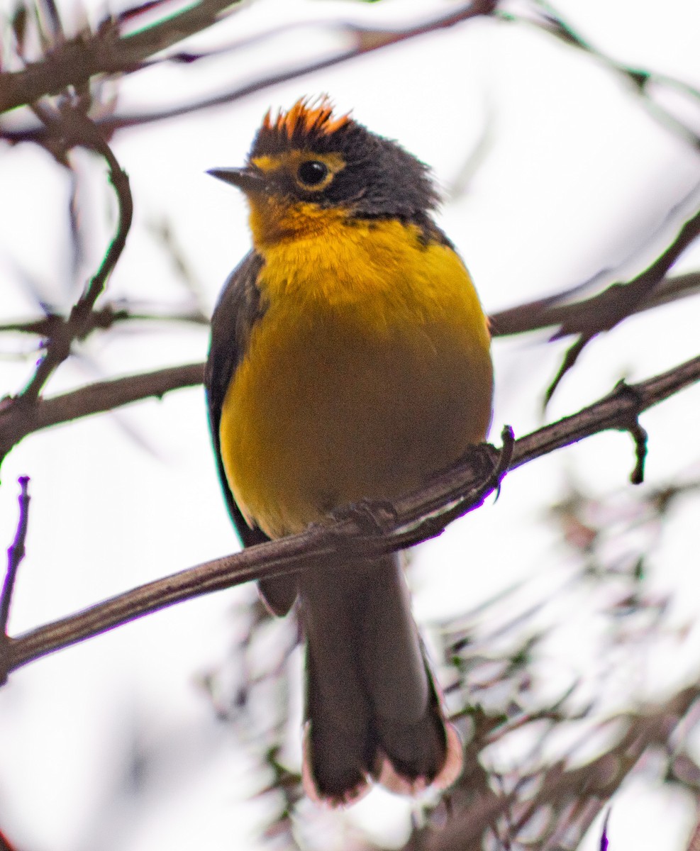 Spectacled Redstart - ML638257657