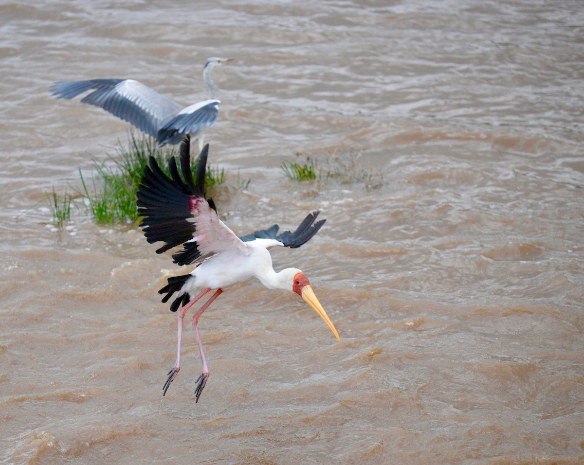 Yellow-billed Stork - ML638257677