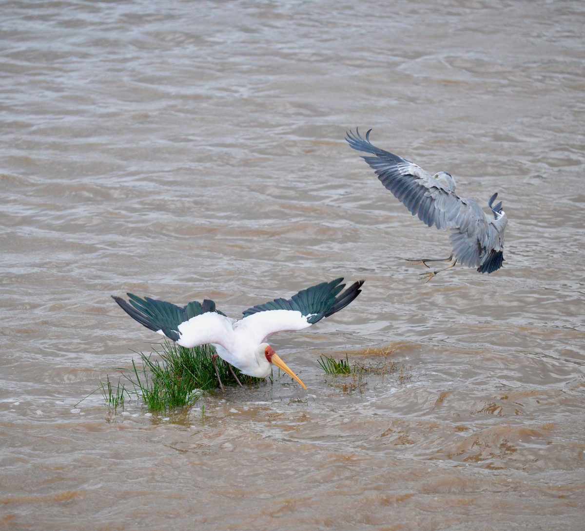 Yellow-billed Stork - ML638257678