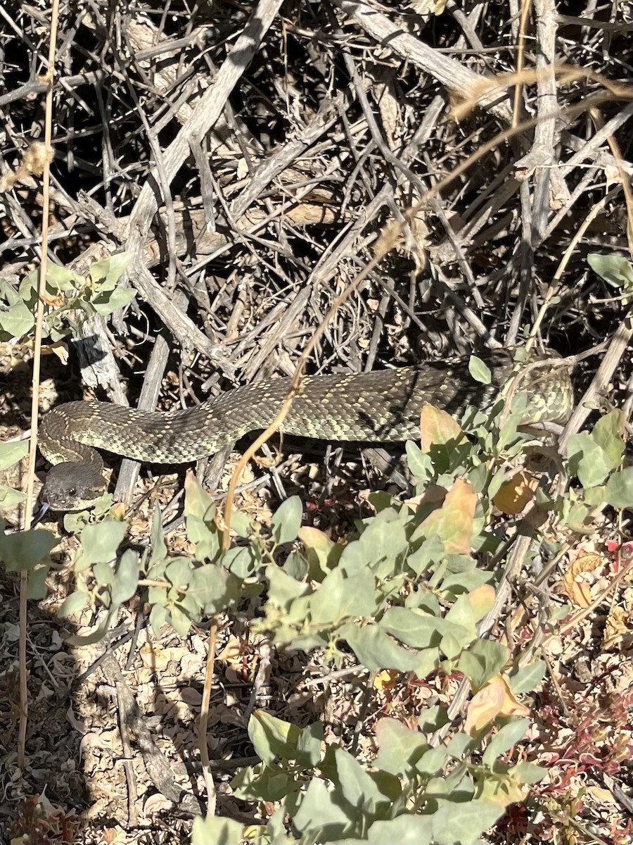 Southern Pacific Rattlesnake - ML638257681