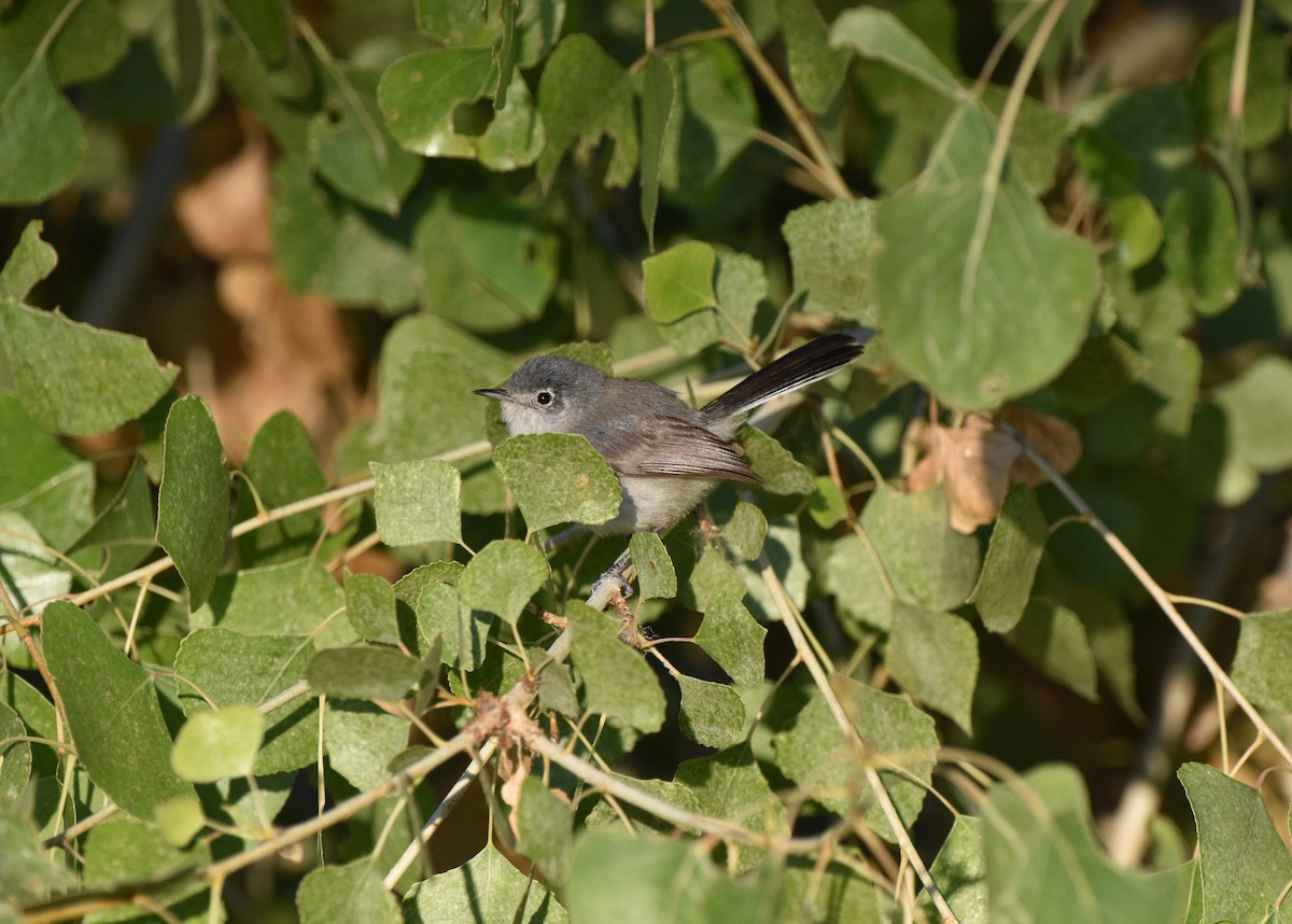 Black-tailed Gnatcatcher - ML638257689