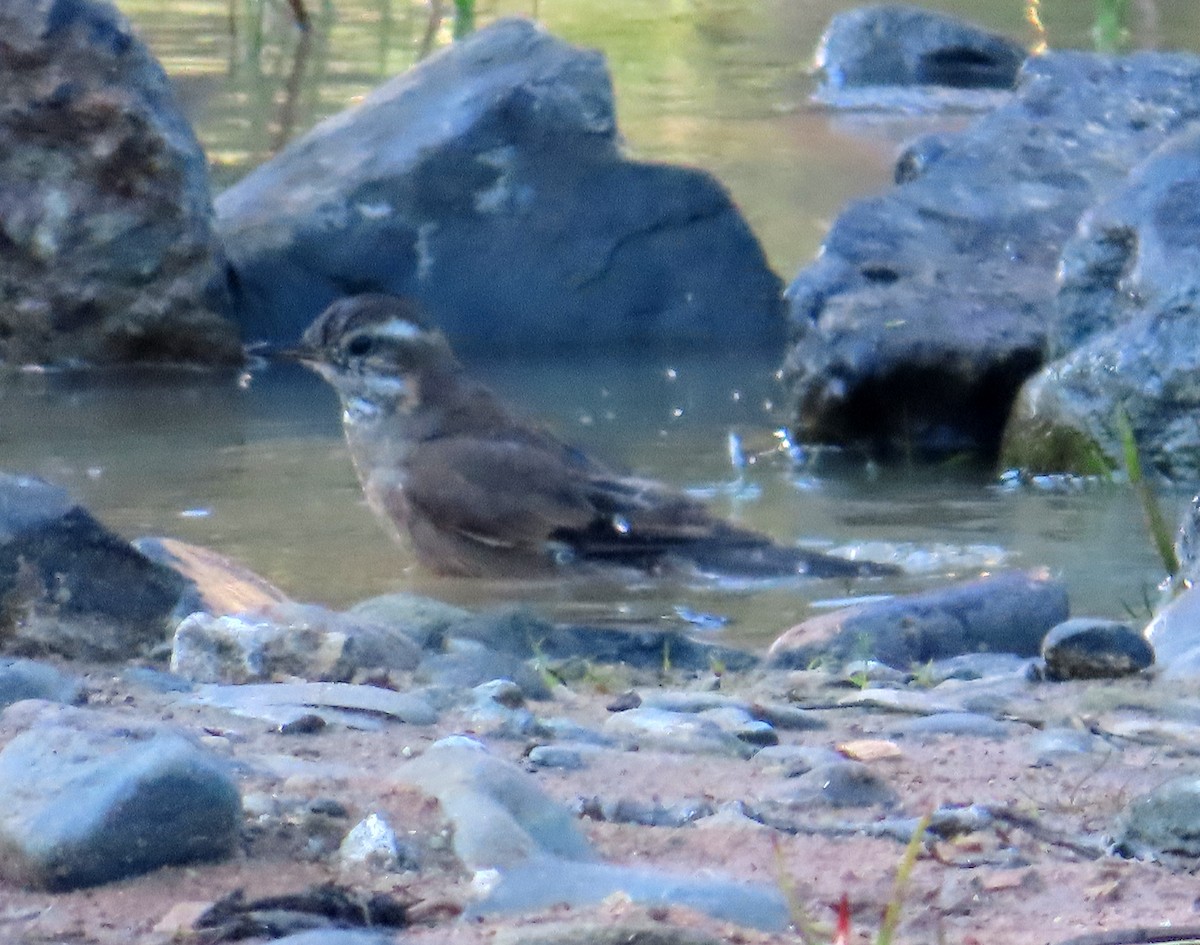Buff-winged Cinclodes - ML638257690