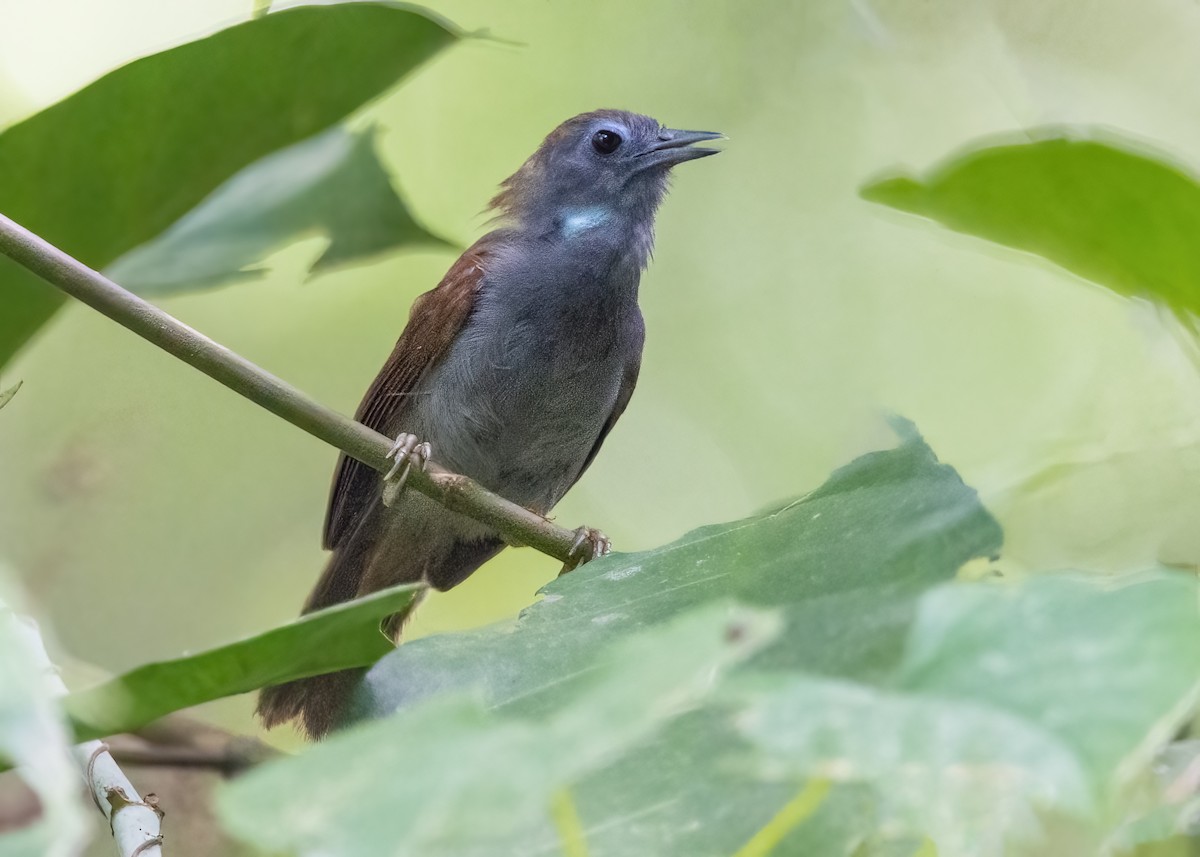 Chestnut-winged Babbler - ML638257699