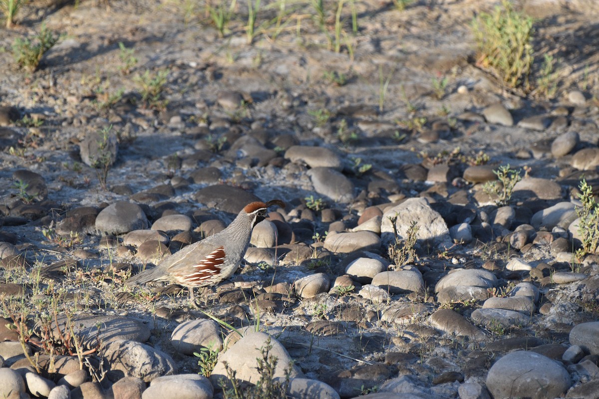 Gambel's Quail - ML638257700