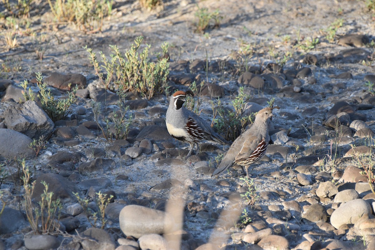 Gambel's Quail - ML638257701