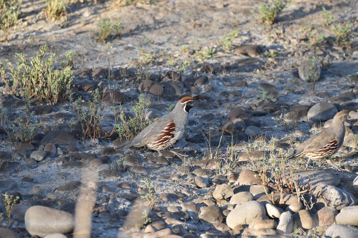 Gambel's Quail - ML638257702