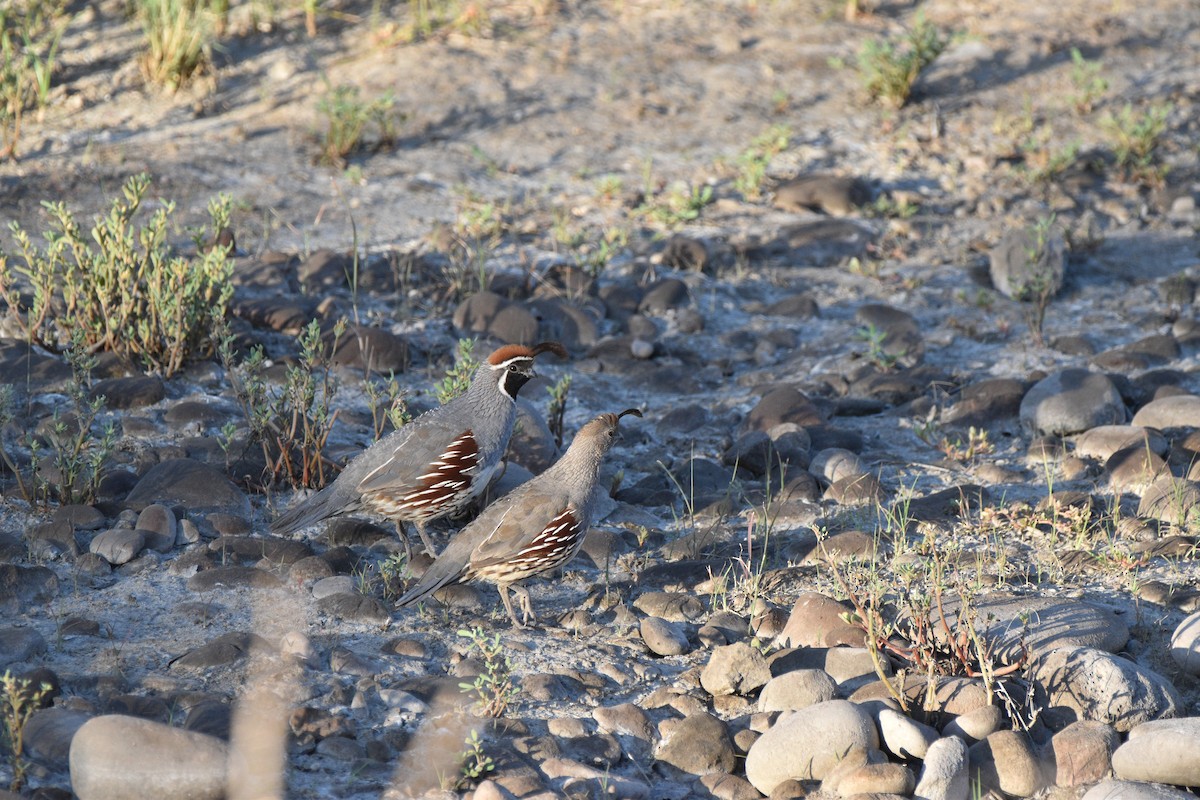 Gambel's Quail - ML638257703