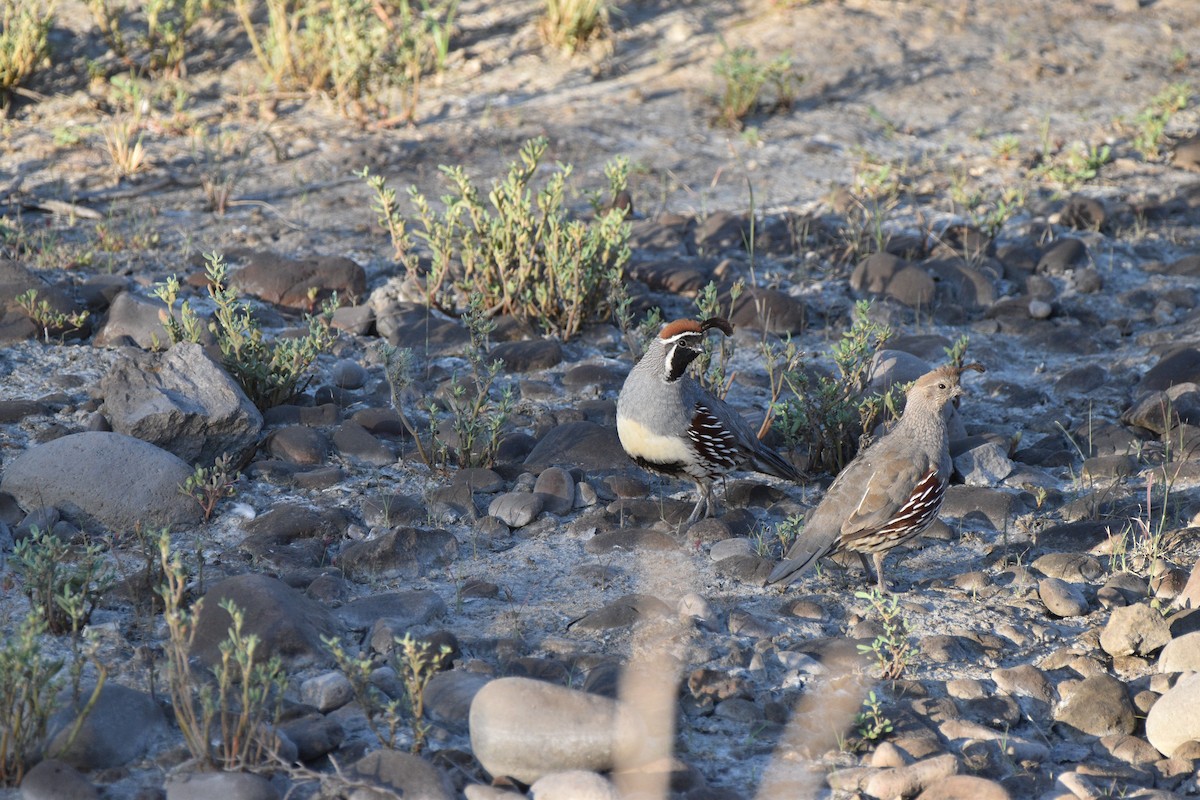 Gambel's Quail - ML638257704