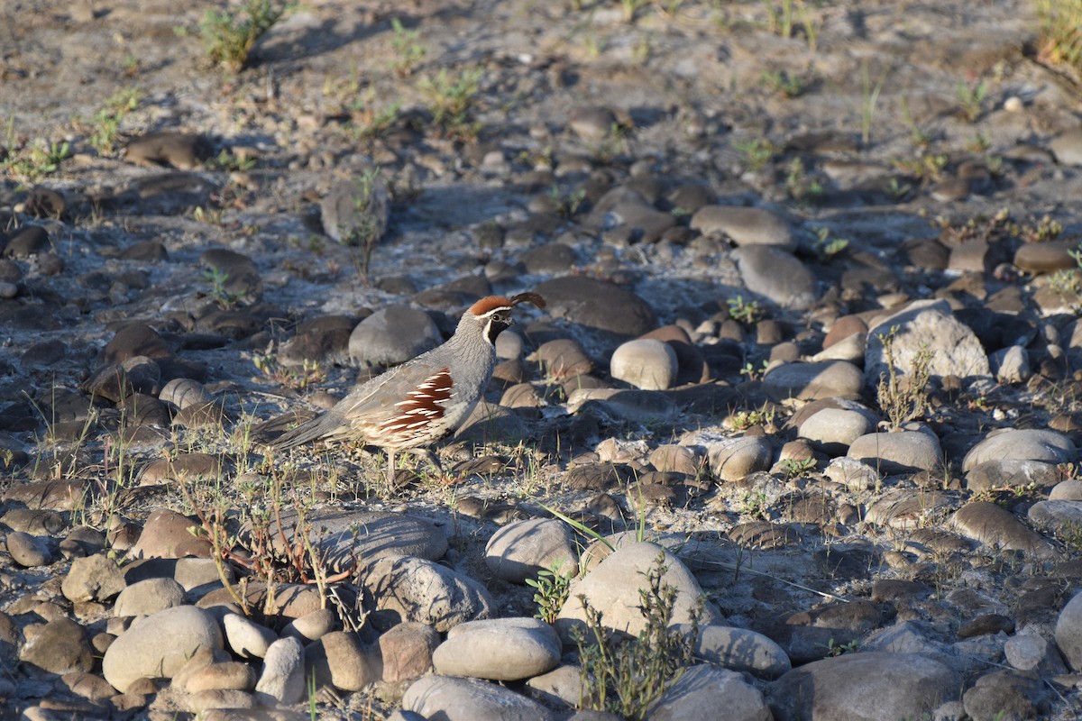 Gambel's Quail - ML638257705