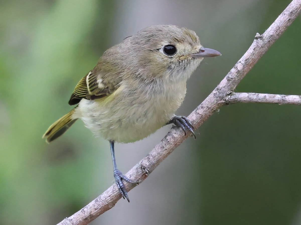 Hutton's Vireo - ML638257709
