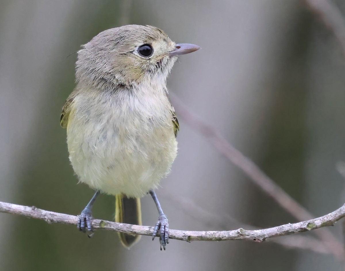 Hutton's Vireo - ML638257710