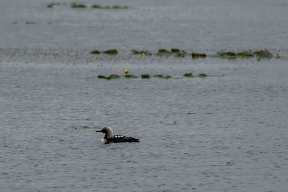 Pacific Loon - ML638257716