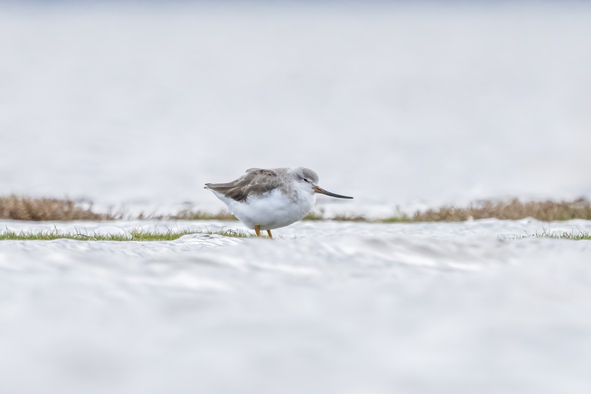Terek Sandpiper - ML638257742