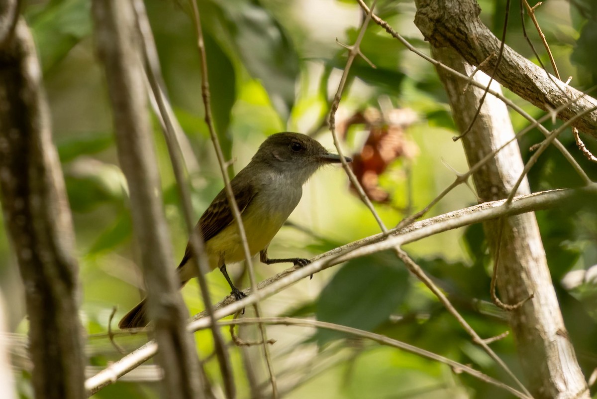 Dusky-capped Flycatcher - ML638257761