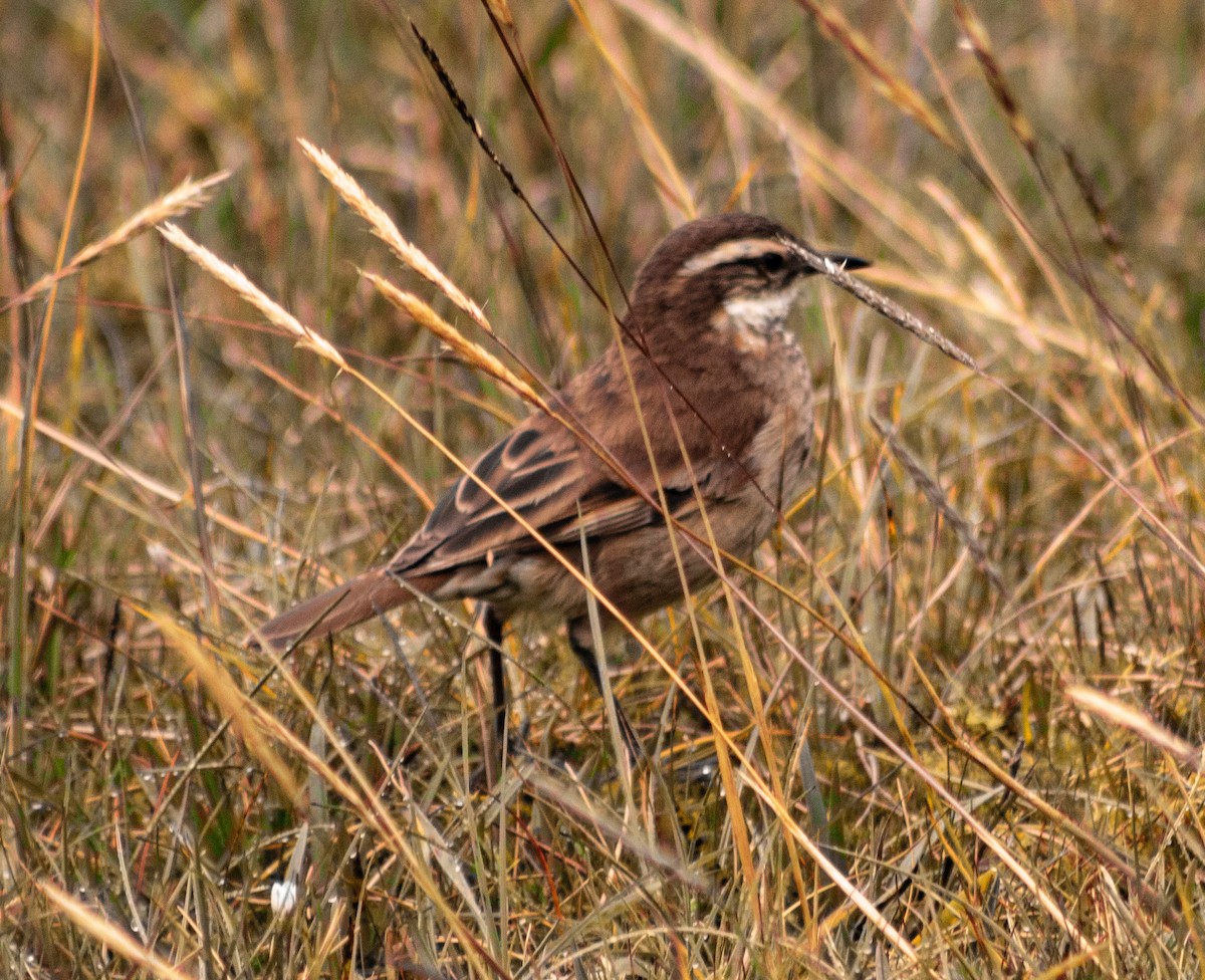 Chestnut-winged Cinclodes - ML638257763