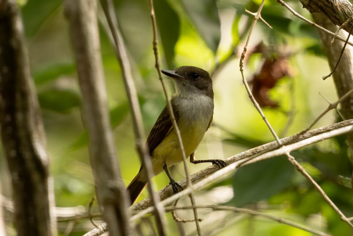 Dusky-capped Flycatcher - ML638257764