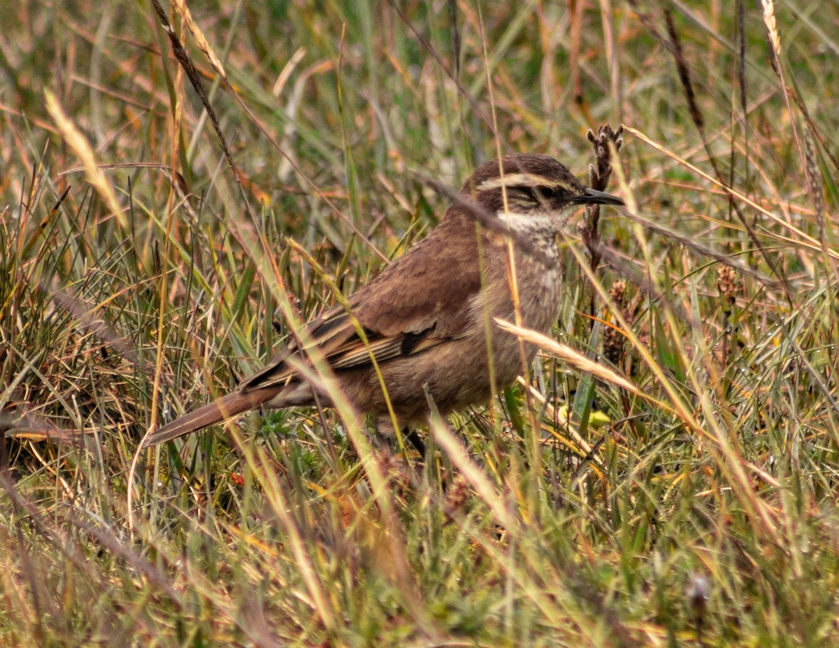 Chestnut-winged Cinclodes - ML638257765