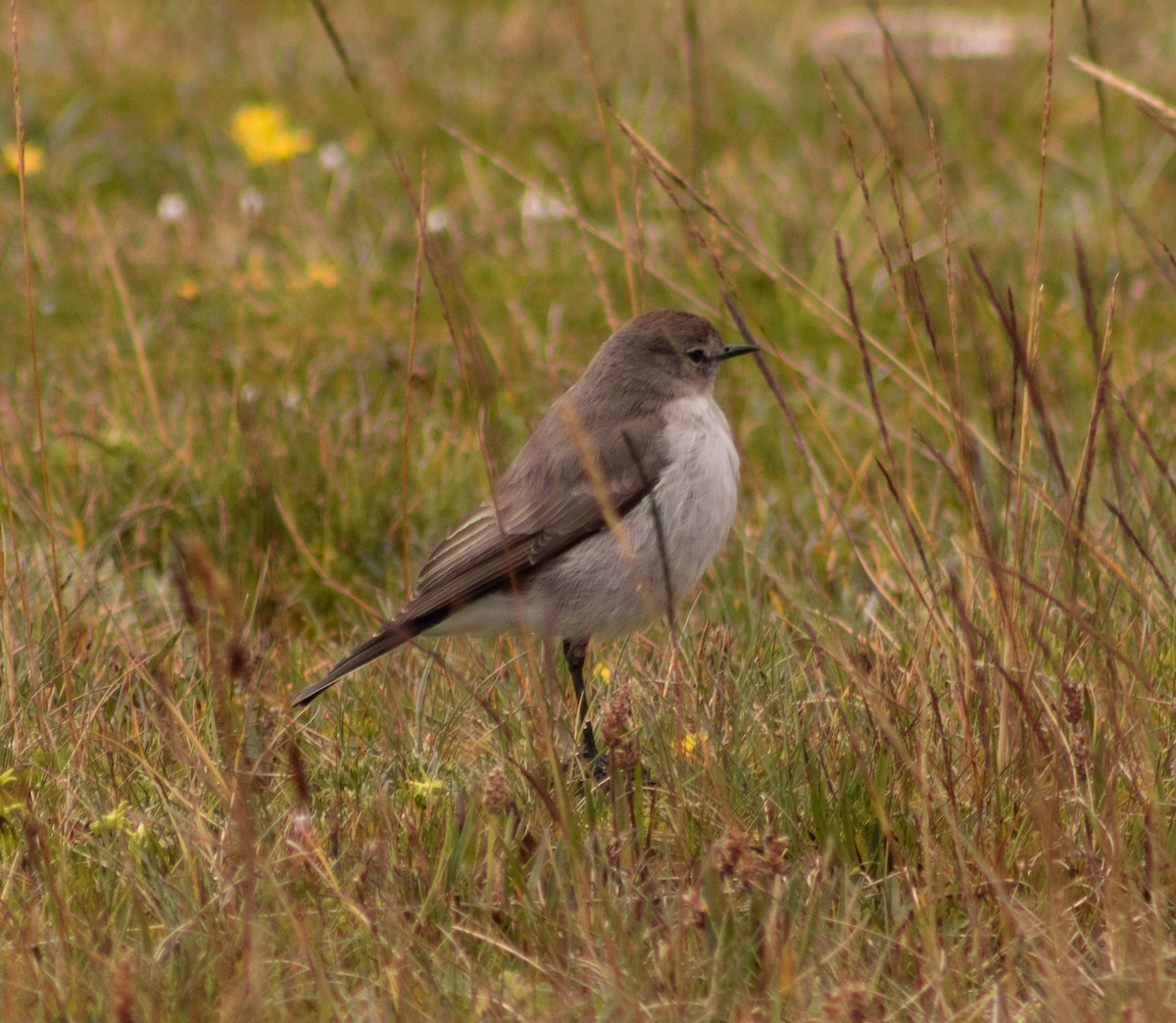Plain-capped Ground-Tyrant - ML638257806