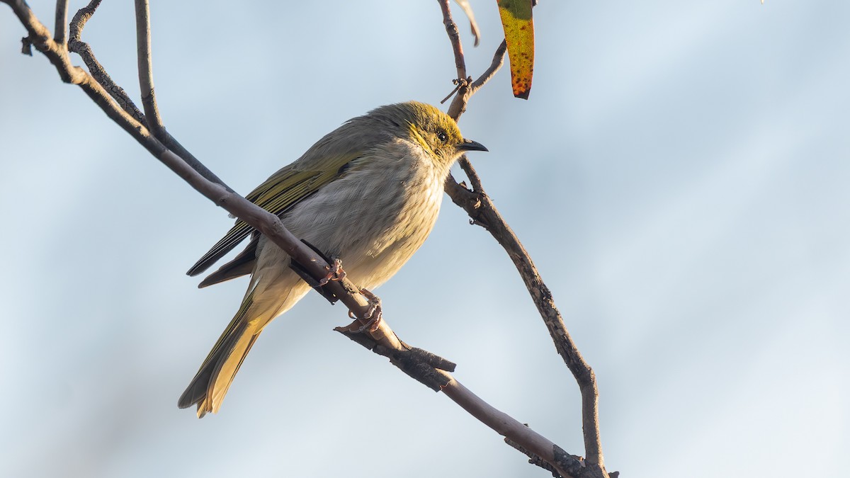 Yellow-plumed Honeyeater - ML638257807
