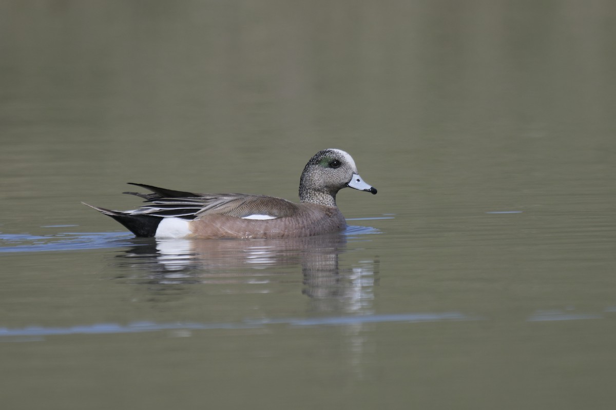 American Wigeon - ML638257809
