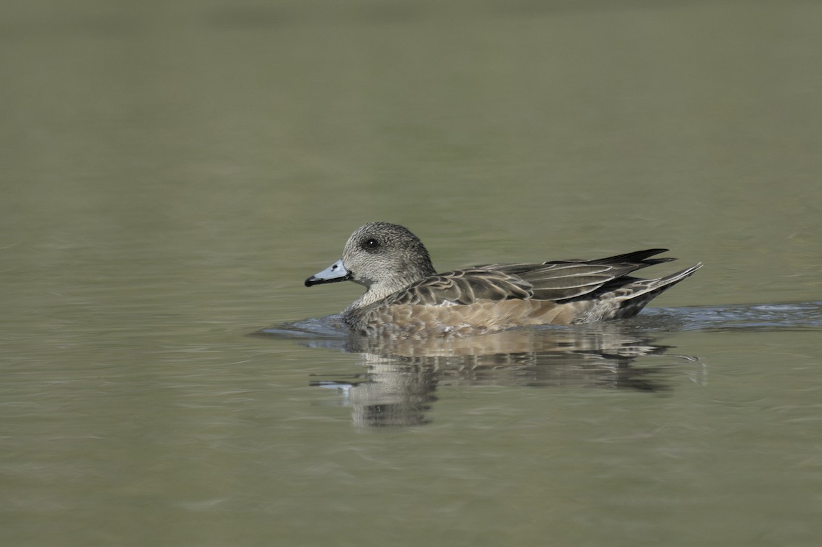 American Wigeon - ML638257810