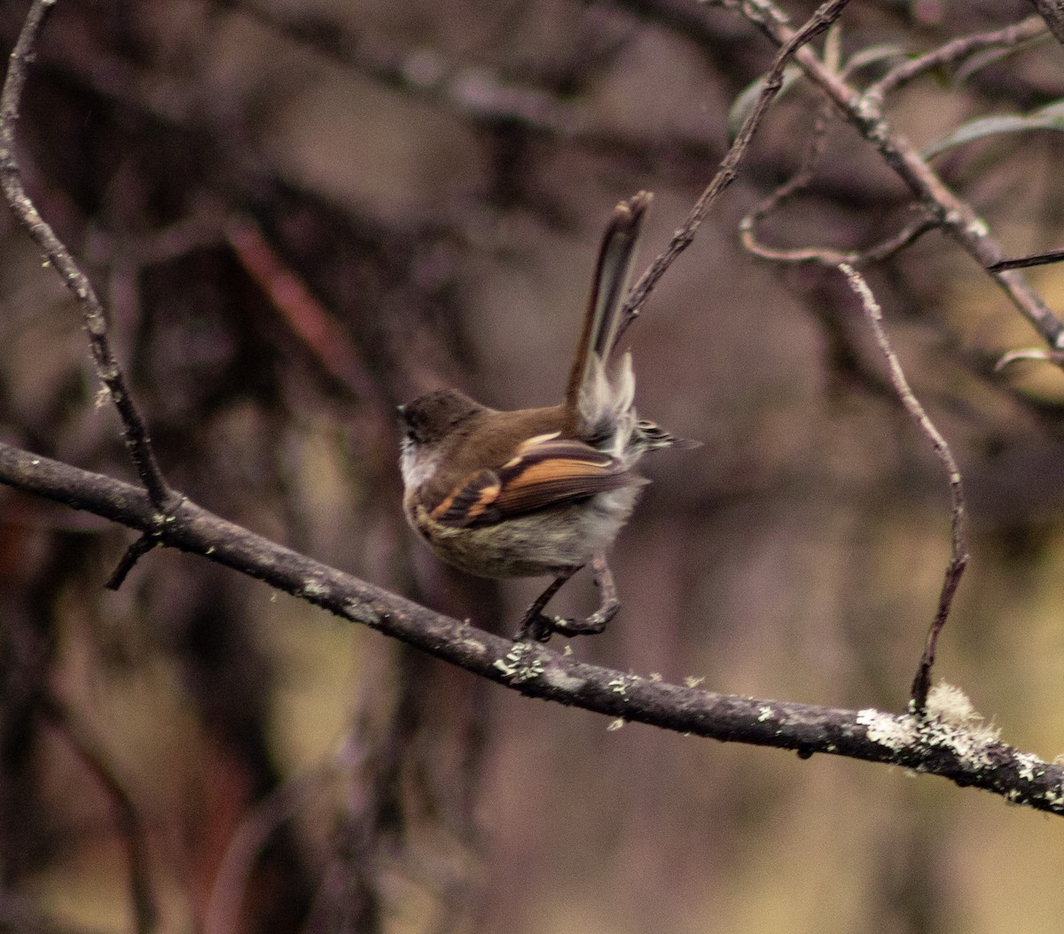 White-throated Tyrannulet - ML638257821