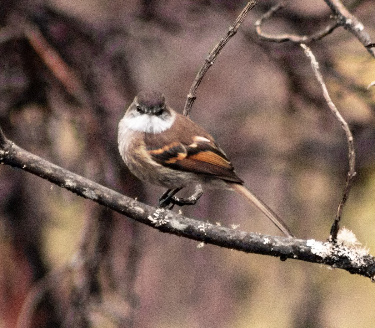White-throated Tyrannulet - ML638257823