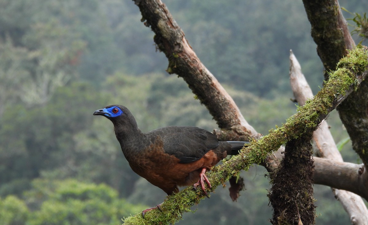Sickle-winged Guan - ML638257828