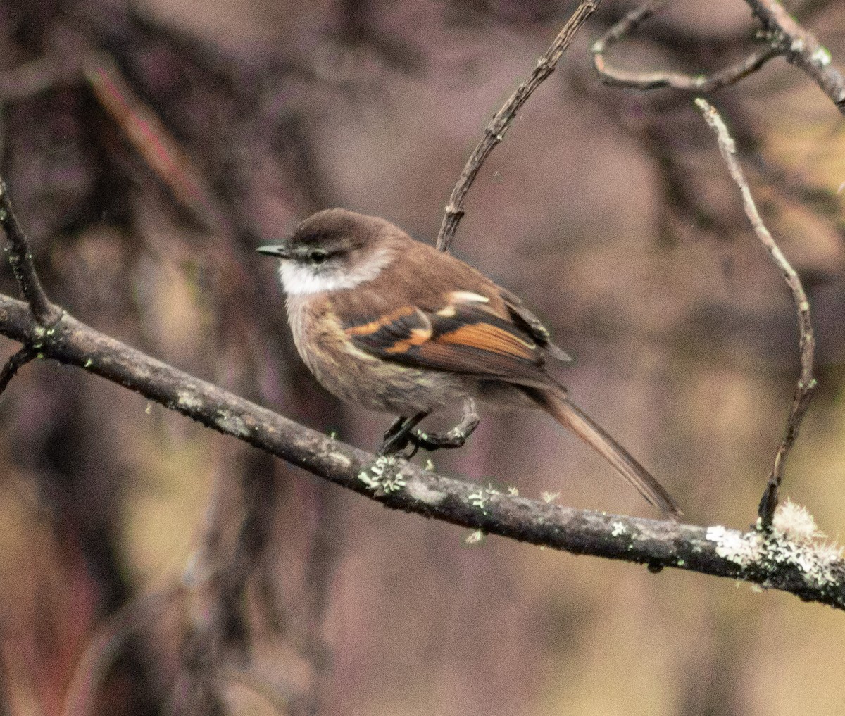 White-throated Tyrannulet - ML638257829
