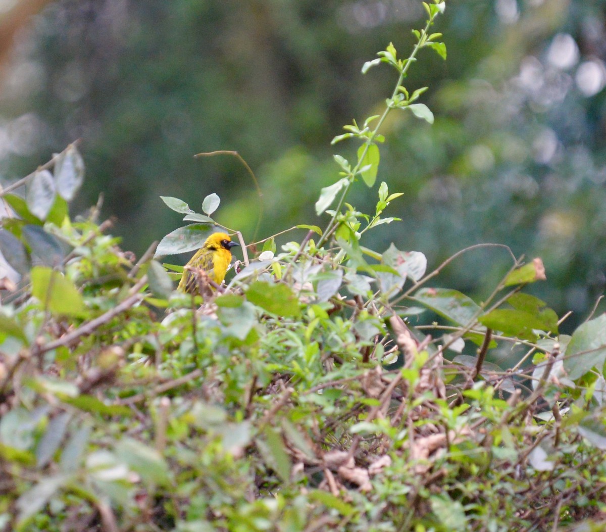 Speke's Weaver - ML638257831