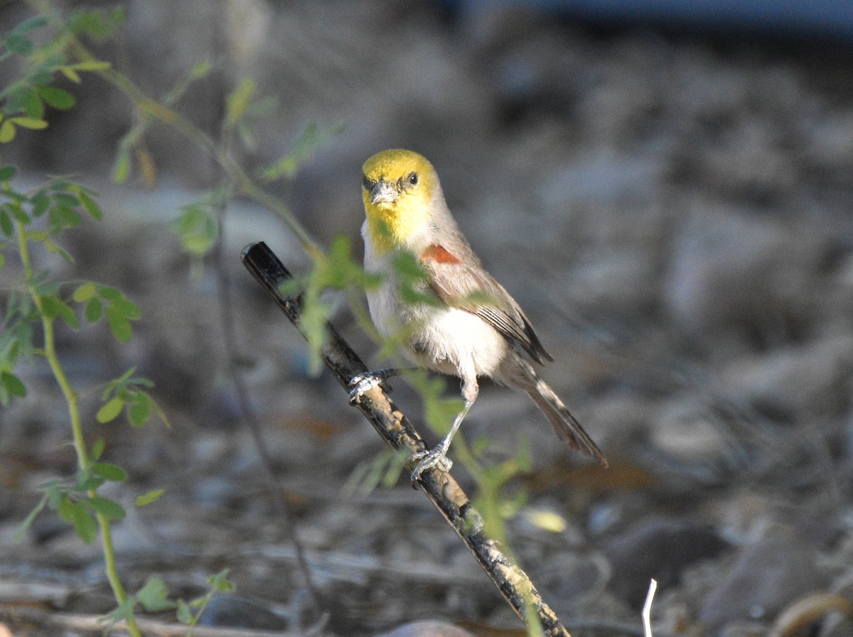 Verdin - ML638257834