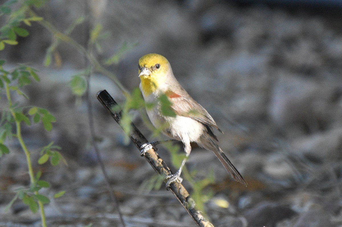 Verdin - ML638257835
