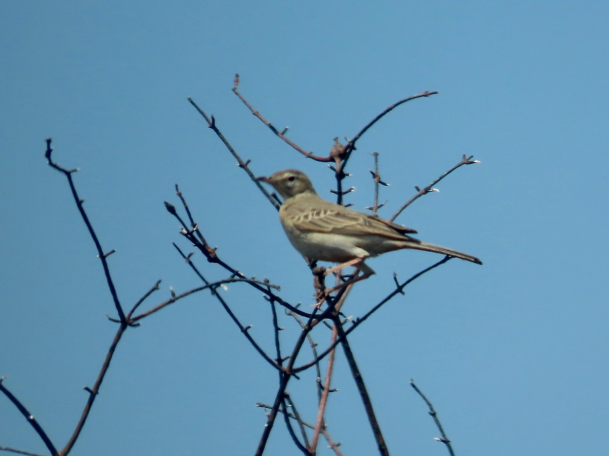 Buffy Pipit - ML638257843
